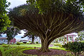 Azzorre, Isola di Faial - Horta. Jardim Florencio Terra. Gigantesche dracene. 